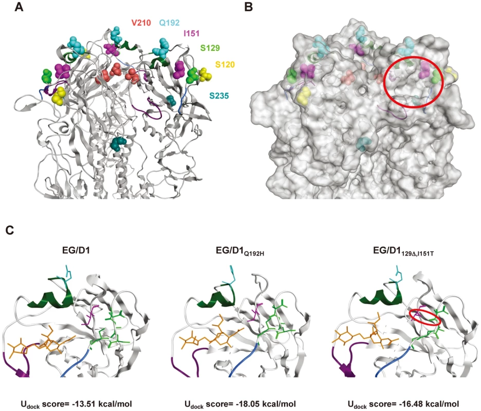 Analysis of receptor docking modes of EG/D1 HA and HA mutants.