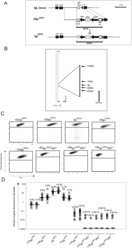 Hypermutation of the <i>GFP2</i> reporter at various distances from the rearranged <i>IgL</i> locus.