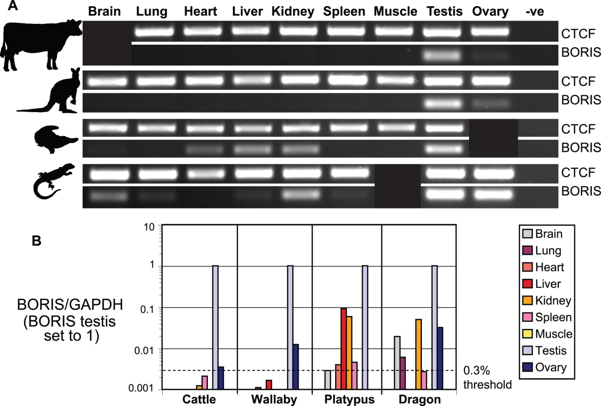 Expression analysis of <i>CTCF</i> and <i>BORIS</i>.