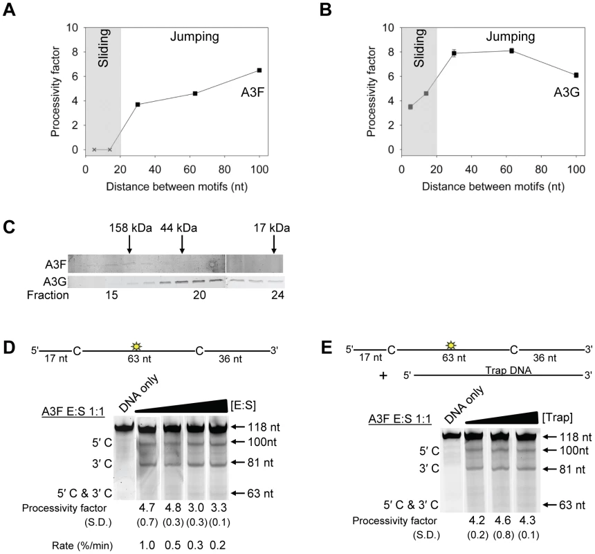 A3F translocations on ssDNA are distinct from A3G, but not due to intersegmental transfer.