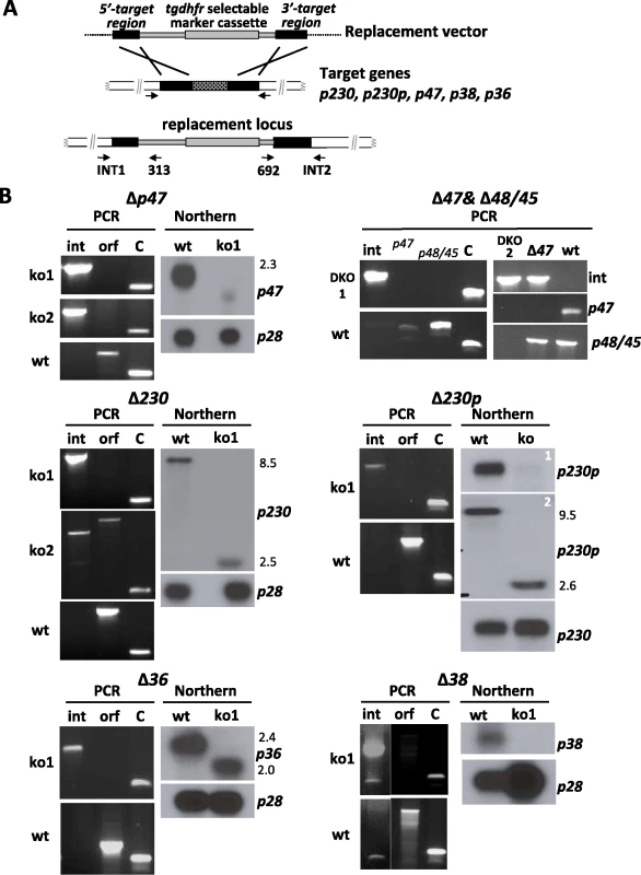 Generation and analysis of mutants lacking expression of different members of the 6-cys family of genes.