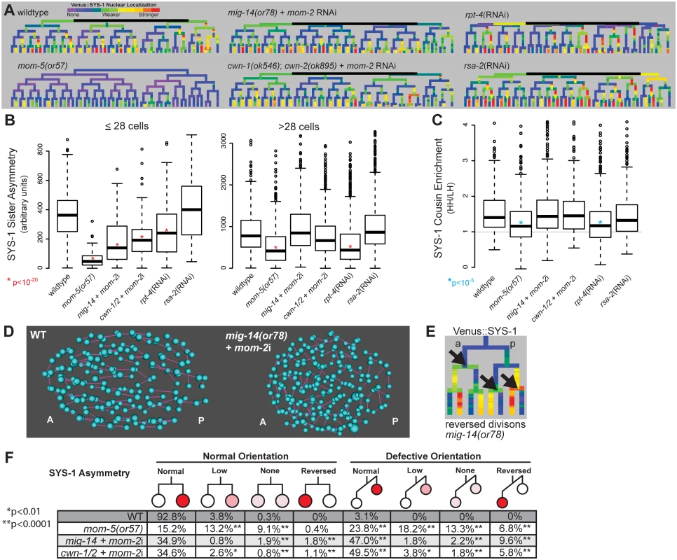 Reduction in Wnt receptor or ligand disrupts nuclear β-catenin asymmetry, cousin enrichment, and division orientations.