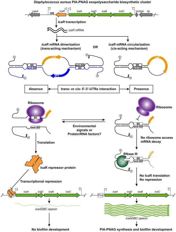 Modulation of IcaR expression by 5′-3′-UTRs interaction.