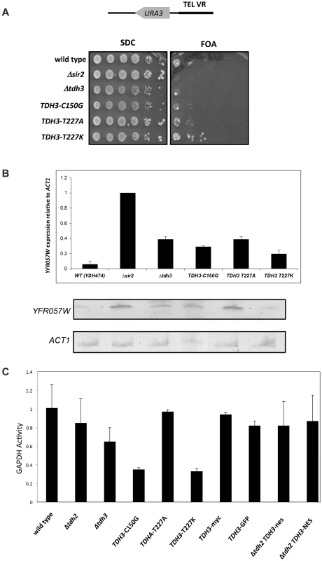Separation of silencing and GAPDH activity in <i>TDH3</i> alleles.