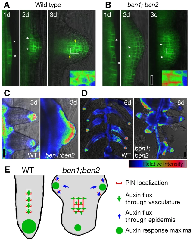 <i>ben</i> mutations alter the pattern of organ initiation and primordia morphology.