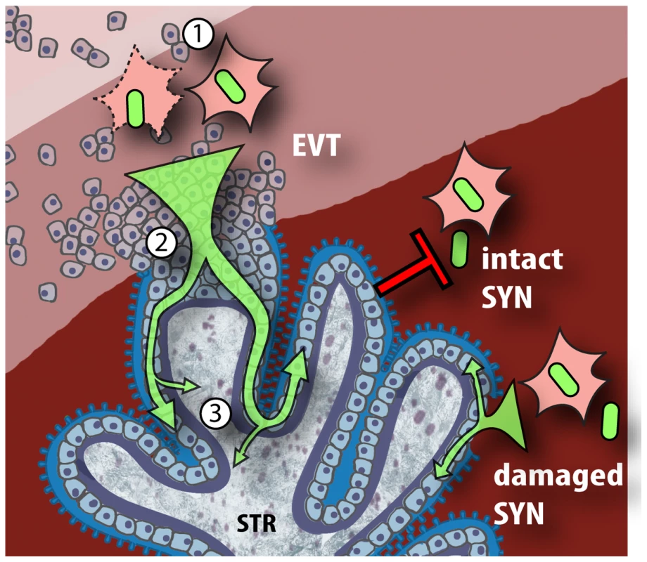 Model of <i>L. monocytogenes</i> mechanisms for breaching the maternal-fetal barrier.