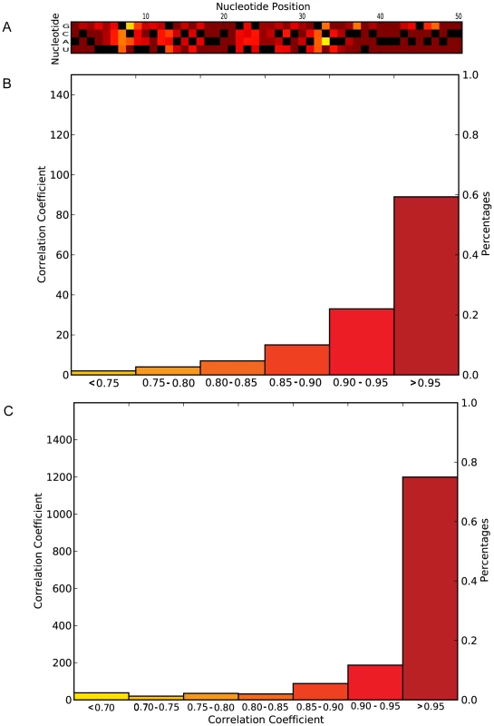 Comprehensive single mutation analysis of the HBB 5′ UTR to determine the significance of the observed rearrangement in the structural ensemble caused by mutation.