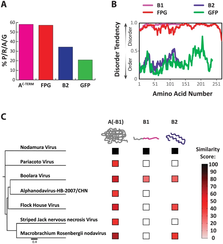 Characteristics of the A<sup>C-TERM</sup> region and related sequences.