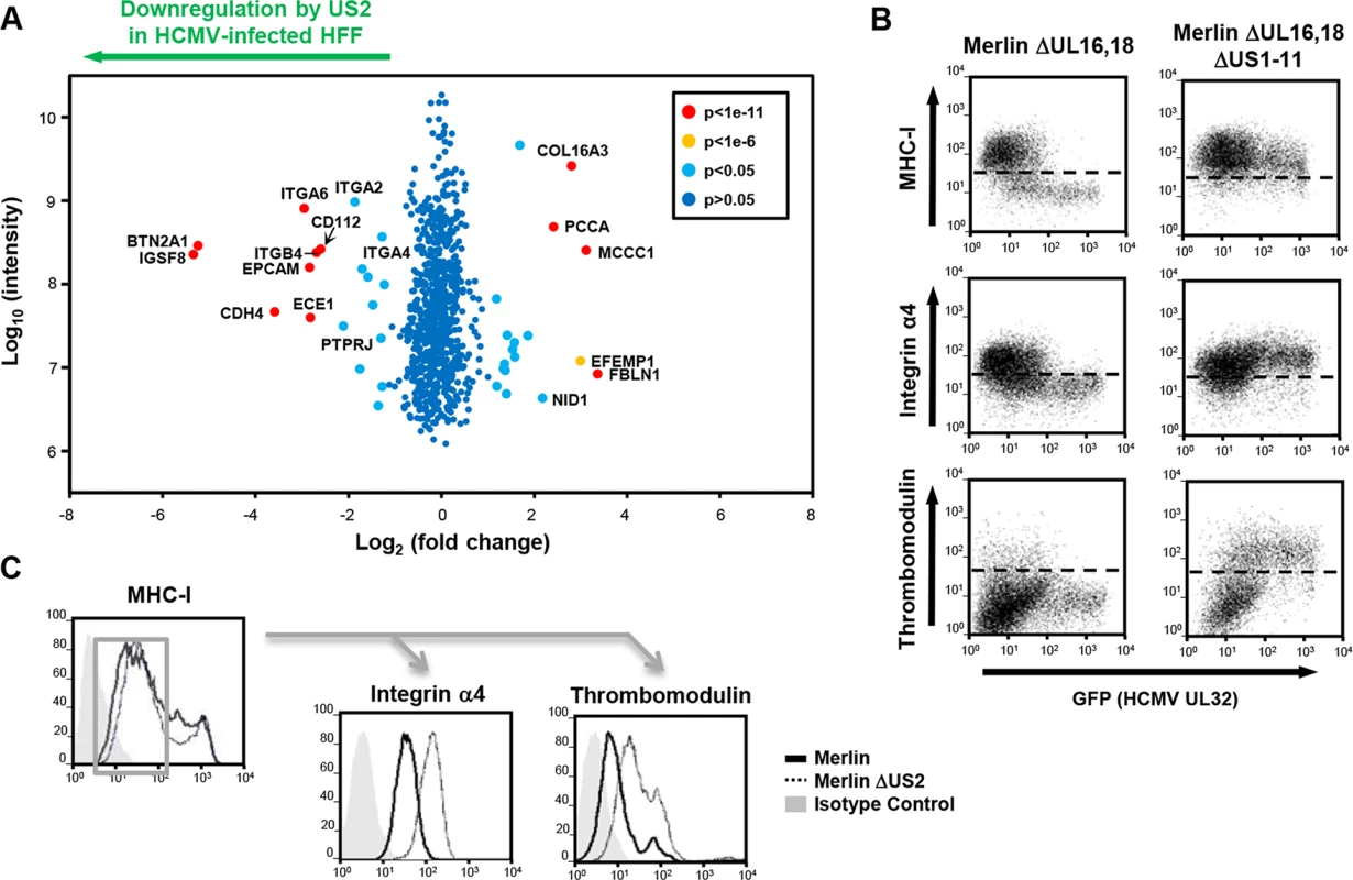 PMP comparing wild-type and US2-deficient HCMV shows a requirement for US2 in the downregulation of cell surface targets.