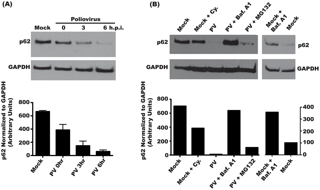Steady state levels of p62 decrease during poliovirus infection.
