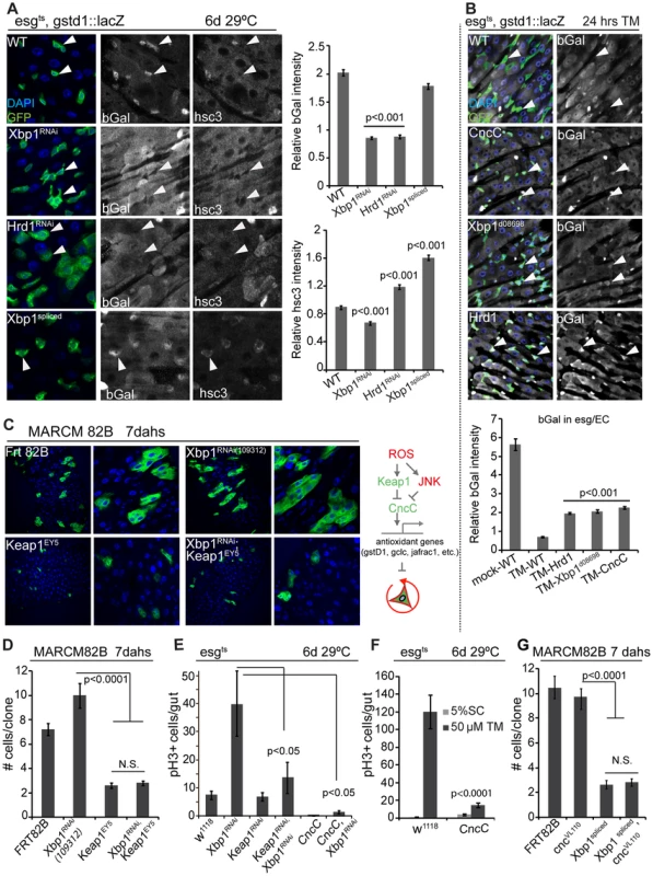 Xbp1 coordinates with Keap-CncC in ISC proliferation.
