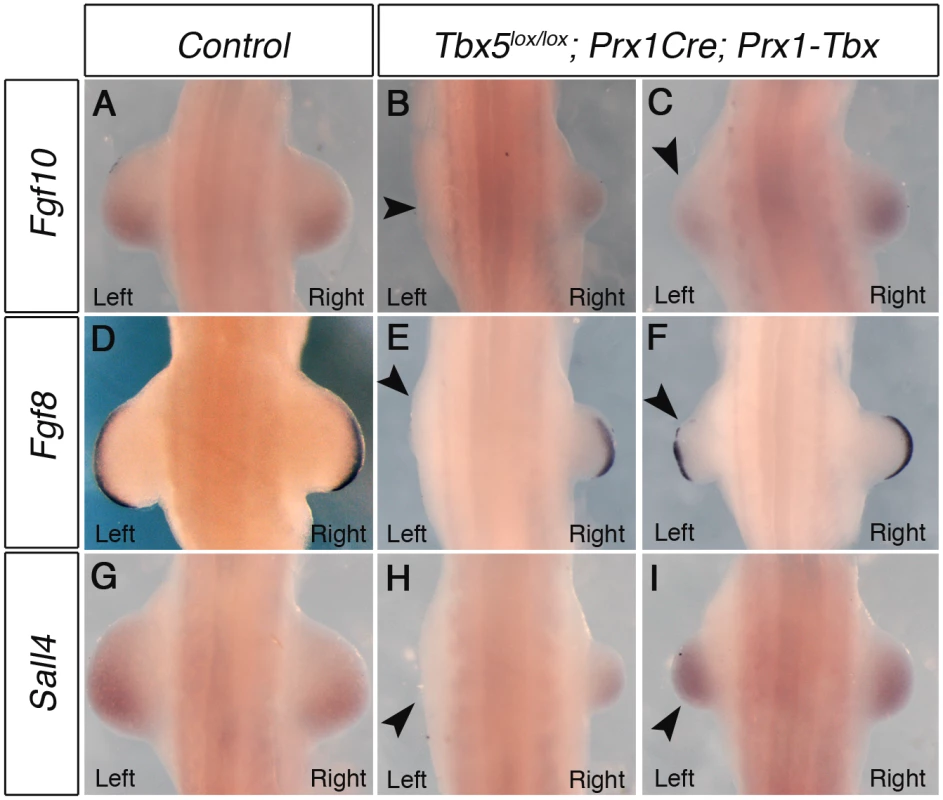 Marker gene expression in left and right forelimb buds of <i>Tbx</i> hypomorphs.