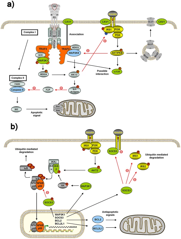 Connections of two internode genes, TRAF2 and NFKB1, with insulin genes and mitochondria genes.
