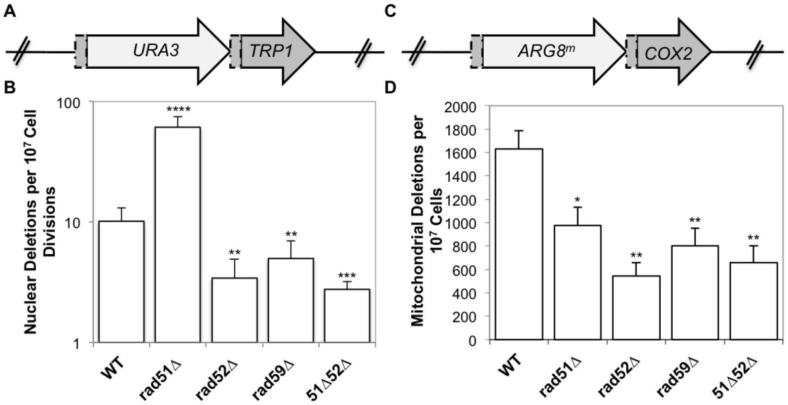 Spontaneous nuclear and mitochondrial repeat mediated deletions.