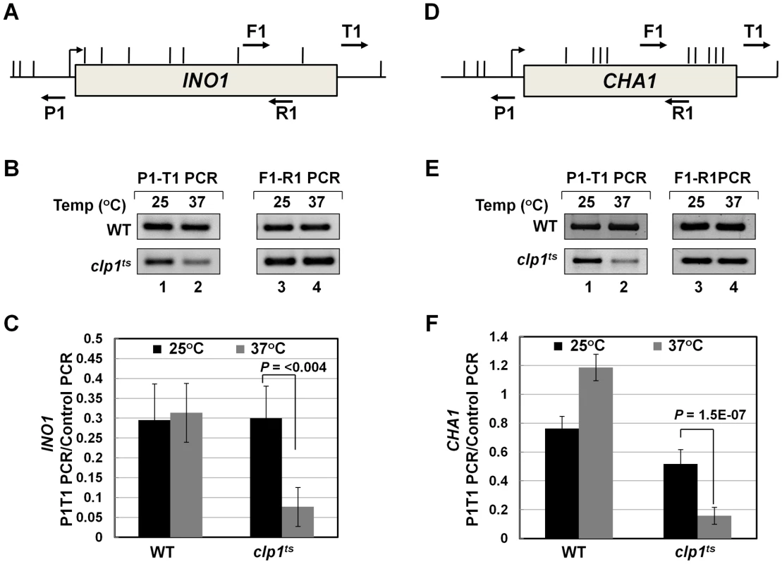 Gene looping of <i>INO1</i> and <i>CHA1</i> is compromised in <i>clp1<sup>ts</sup></i> mutant.