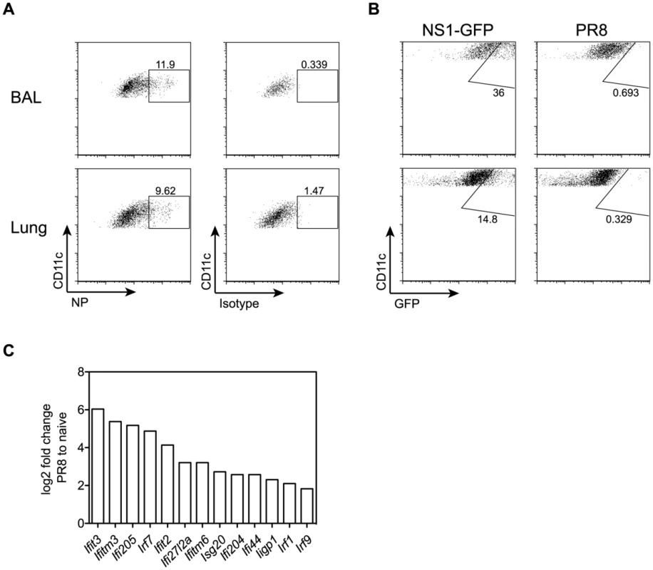 Influenza infection potently induces expression of interferon-regulated antiviral factors in AM.