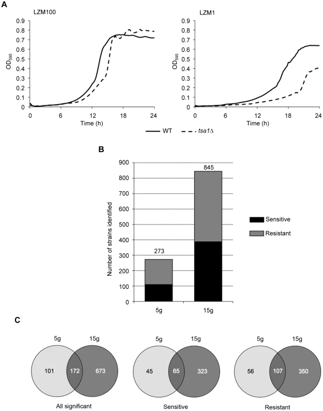 Functional profiling analysis.