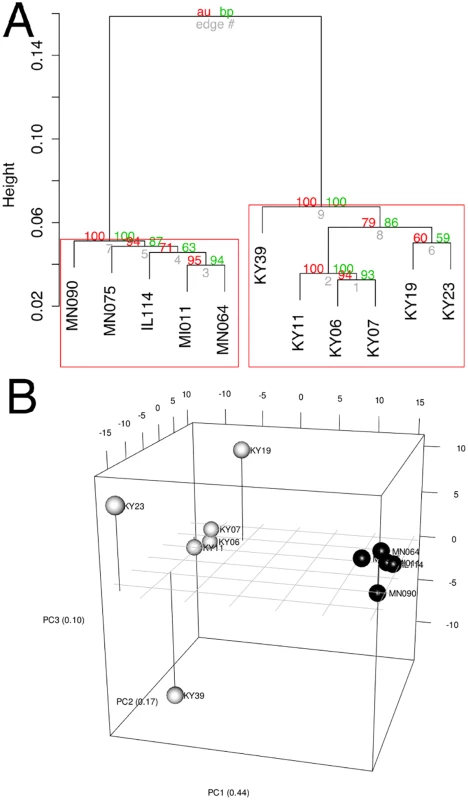 Clustering of gene expression patterns.