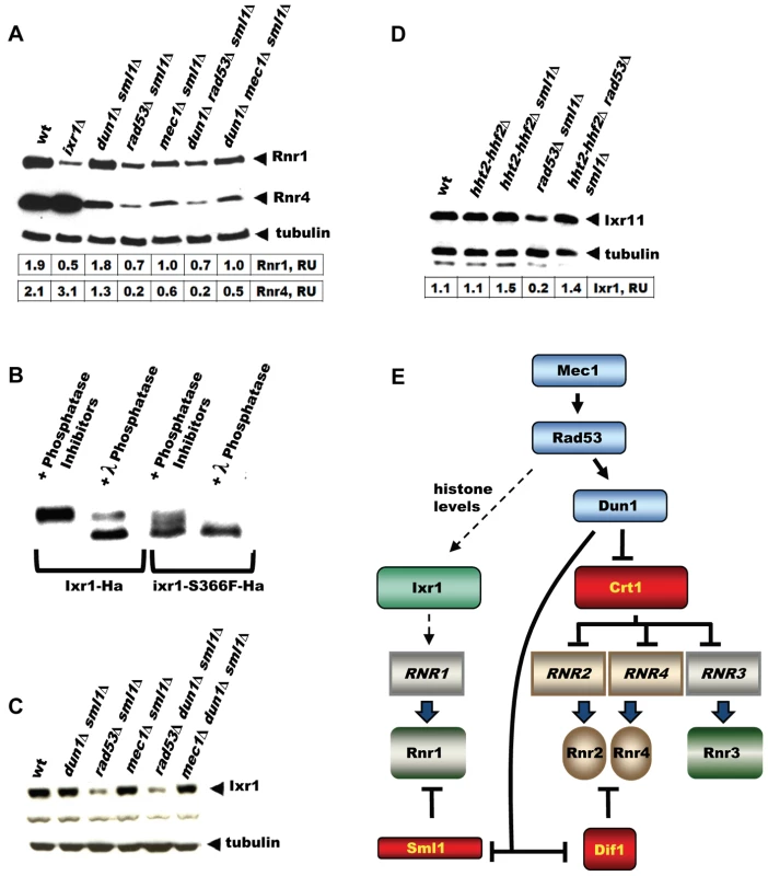 Elevation of Rnr1 levels in response to DNA damage requires <i>MEC1</i>, <i>RAD53</i>, and <i>IXR1</i>, but not <i>DUN1</i>.