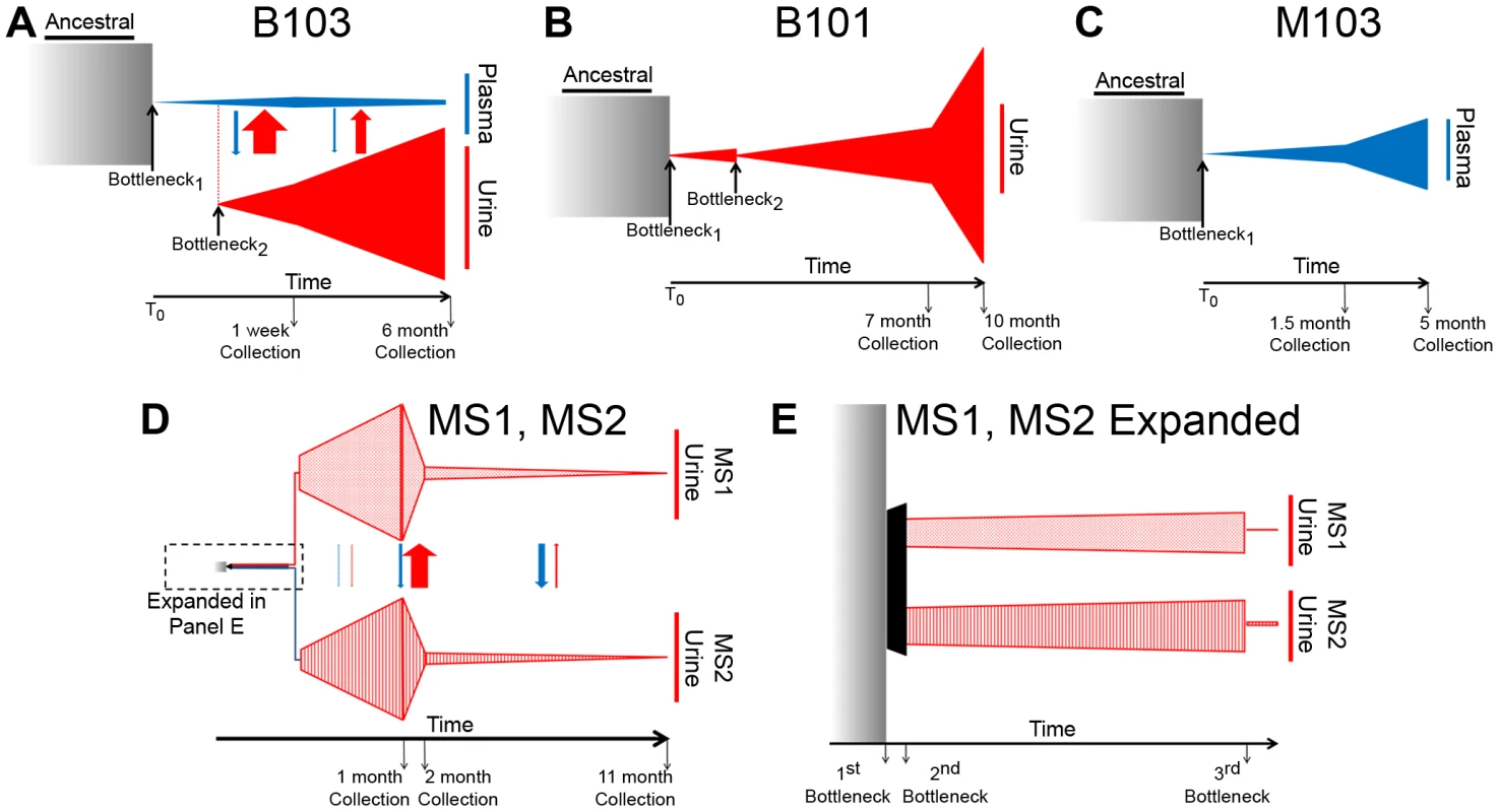 Demographic histories of HCMV clinical isolates show evidence of bottlenecks and expansions.