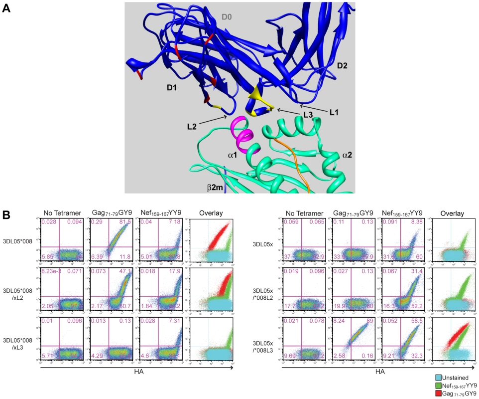 Amino acid differences in the third MHC class I-contact loop of the D1 domain account for the preferential binding of mmKIR3DL05x to the Nef<sub>159-167</sub> YY9 tetramer.