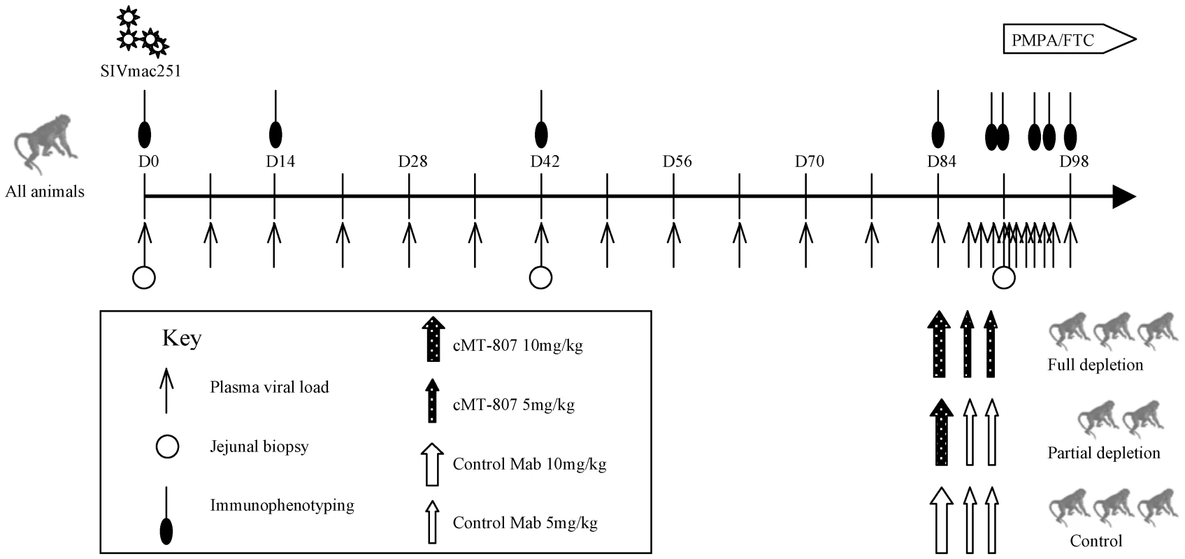 Timeline of experiments.