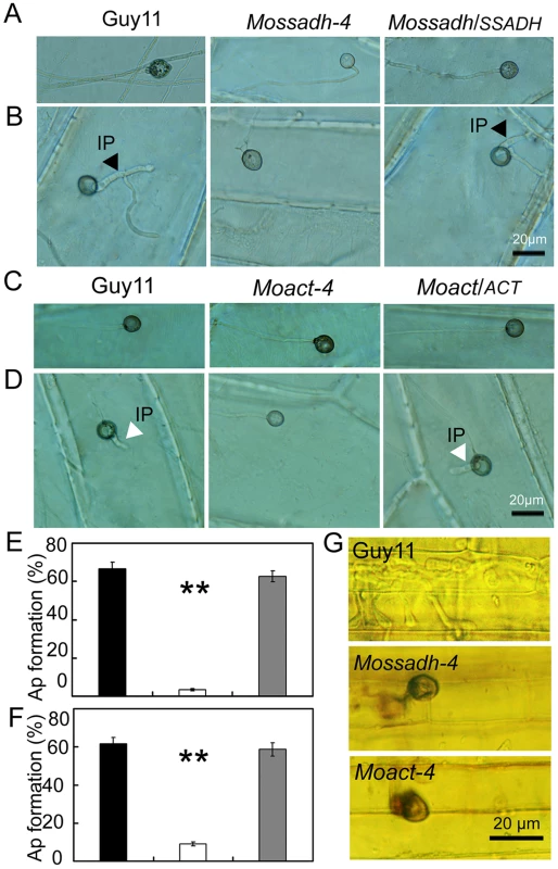The appressorium-like structure is unable to penetrate the onion epidermis or rice leaf sheath cells.