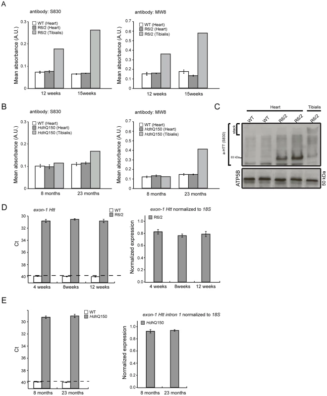 Mutant huntingtin aggregate species are not formed in the hearts of HD mouse models.