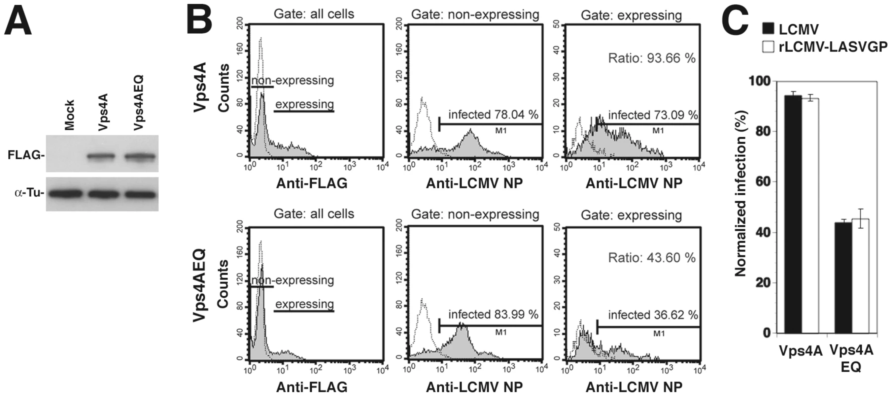 A role of Vps4 in rLCMV-LASVGP and LCMV entry.