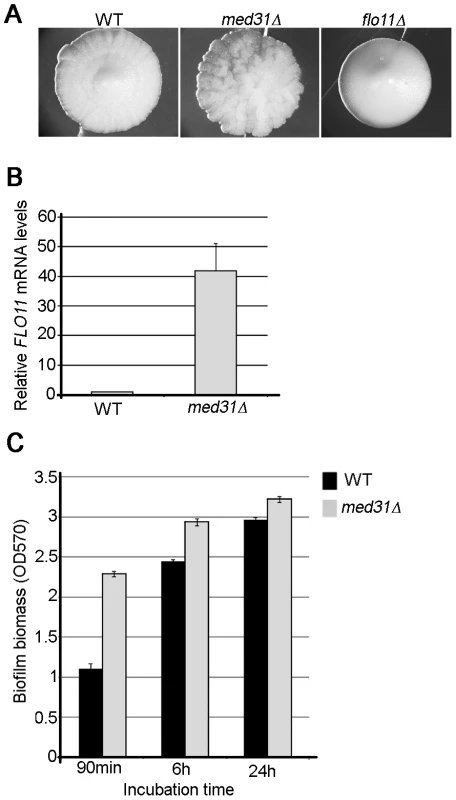 The roles of Med31 in adhesion are different between <i>S. cerevisiae</i> and <i>C. albicans</i>.