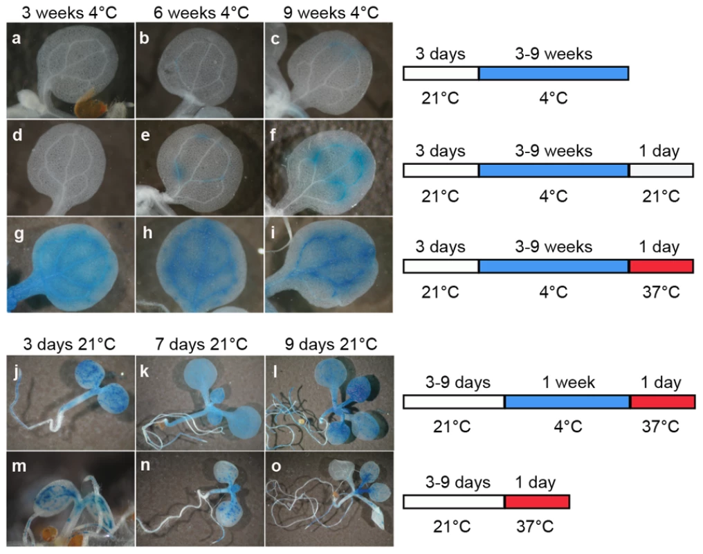 A temperature shift can release transcriptional silencing of a transgenic locus.
