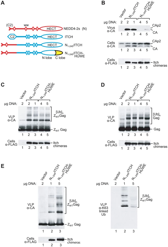 Rescue of HIV-1 release correlates with chain type specificity.