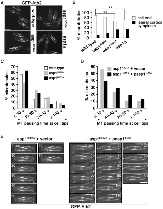 Asp1 kinase function affects MT organization.