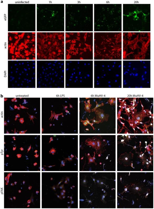 Modification of the DC cytoskeleton by MuHV-4. a.