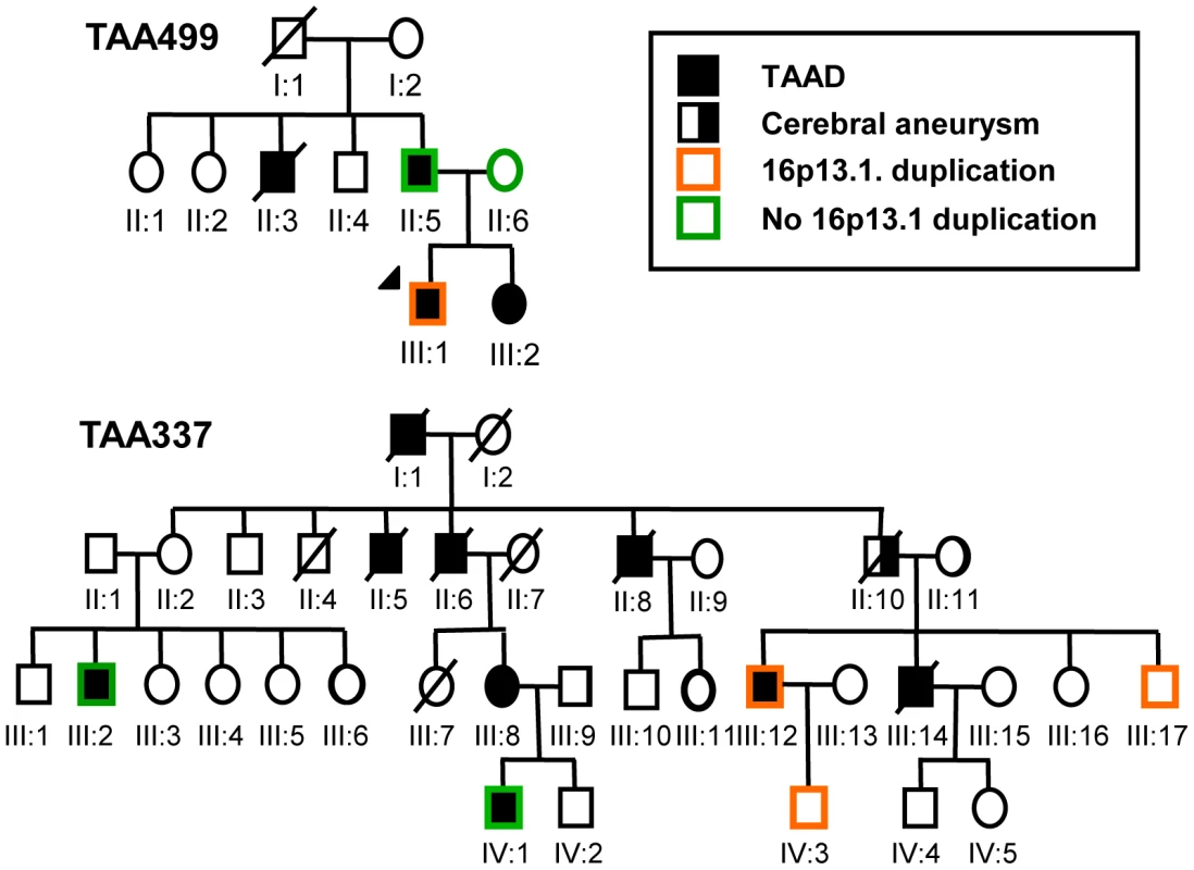 Segregation of the 16p13.1 chromosomal duplication in patients with familial inheritance of thoracic aortic aneurysms and dissections.