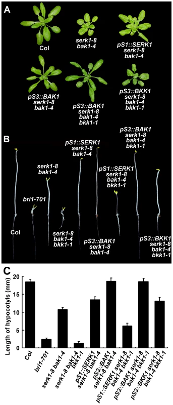 The phenotypes of <i>SERK</i> mutants can be complemented by each of the <i>SERK</i>s.