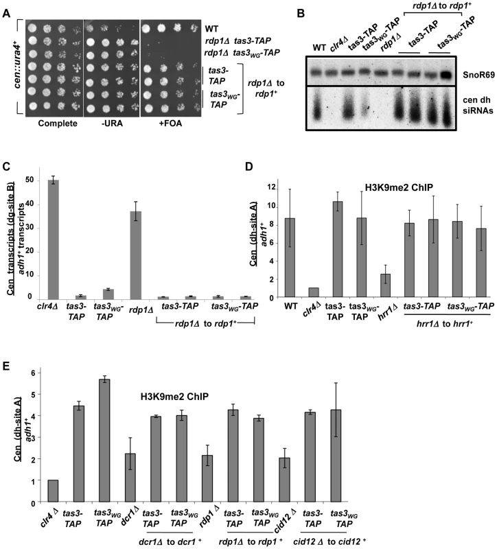 RDRC components are not required for establishment of silent H3K9me2 chromatin at centromeres.