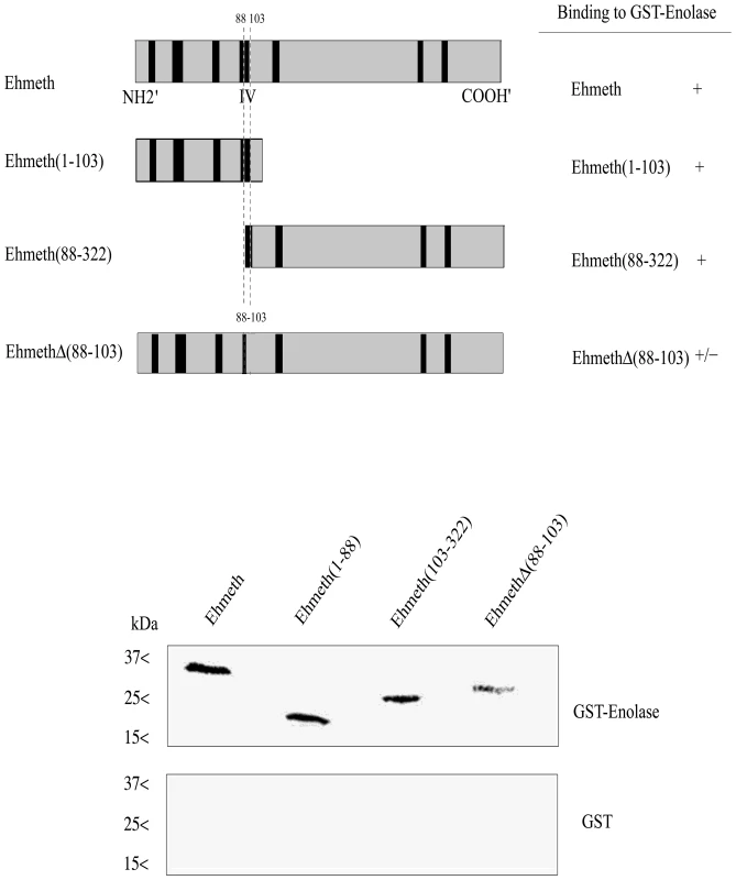 Mapping of the enolase binding region of Ehmeth.