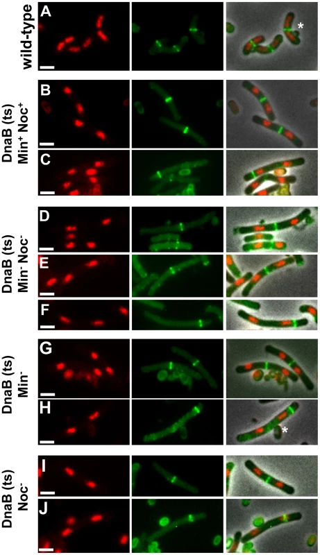 Z ring formation and positioning in cells with two separated nucleoids.