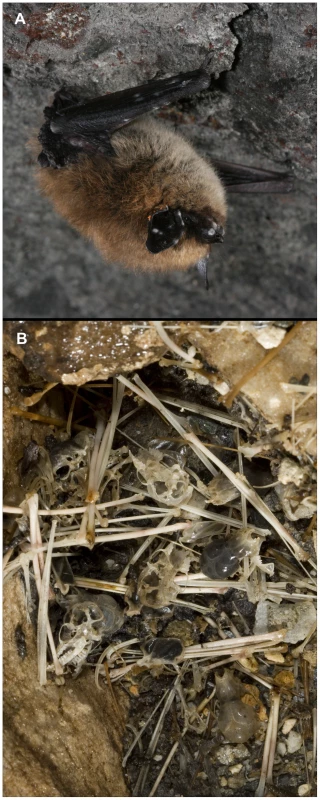 Images documenting clinical signs of white-nose syndrome (WNS) and devastating effects of the disease upon a wild bat population.