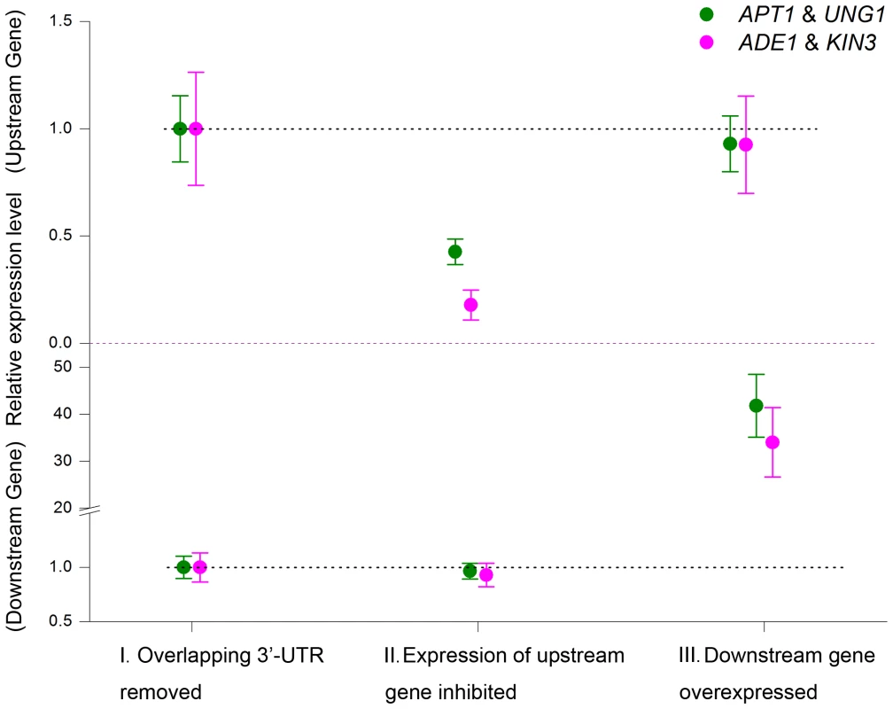 Loss of anti-regulation in the absence of overlapping 3′-UTRs.