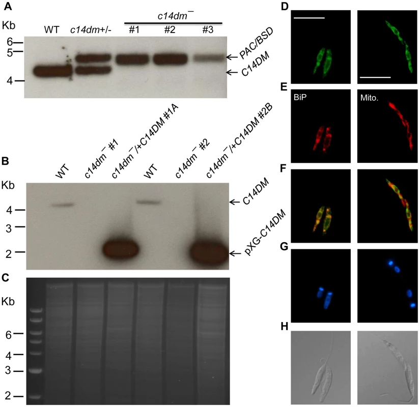 Targeted deletion and cellular localization of C14DM.