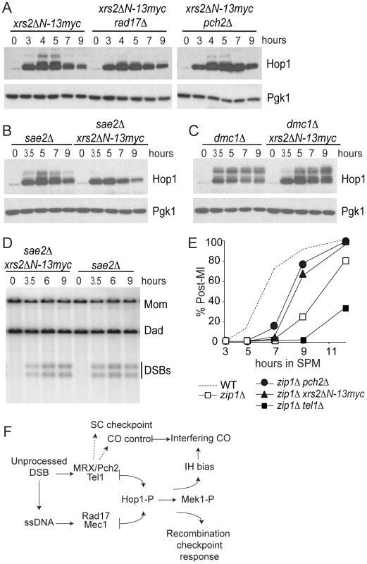 <i>xrs2ΔN-13myc</i> phenocopies <i>pch2Δ.</i>
