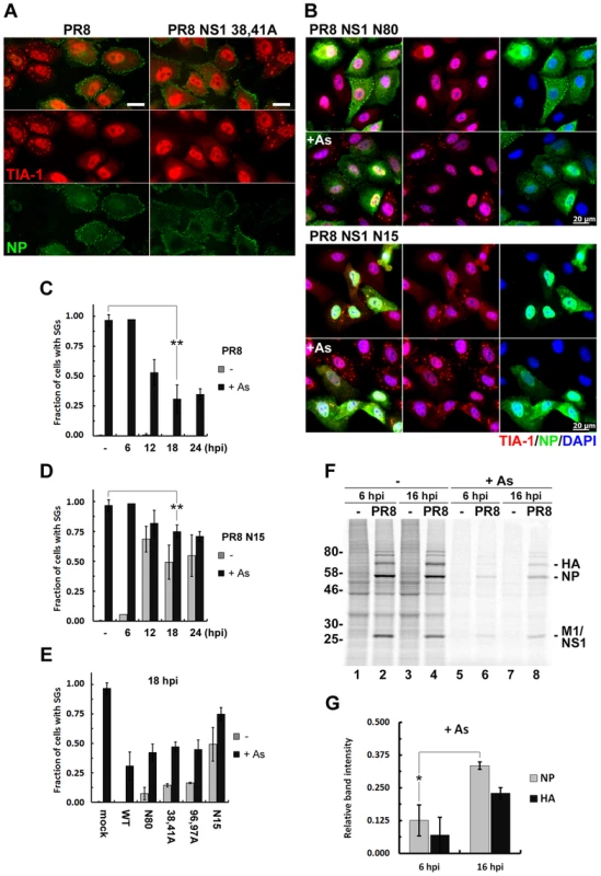Influenza A virus inhibits sodium arsenite-induced SG formation at later times post-infection by an NS1-independent mechanism.