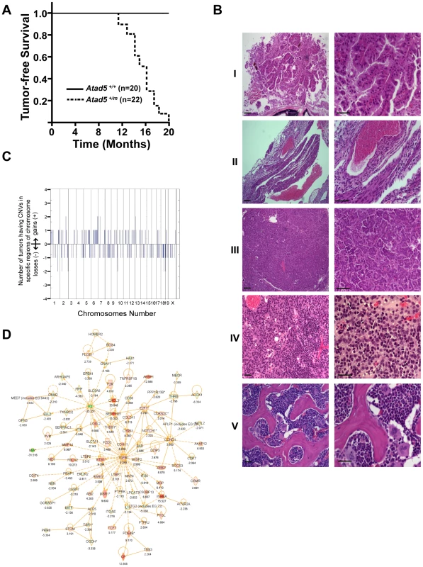 <i>Atad5<sup>+/m</sup></i> mice are tumor-prone.