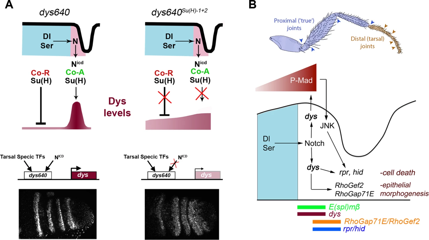<i>dys</i> molecular regulation and model for tarsal joint development.
