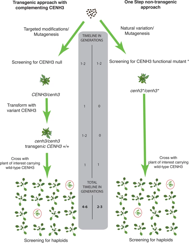 Schematic comparison of transgenic two-step vs. non-transgenic one step haploid inducers.