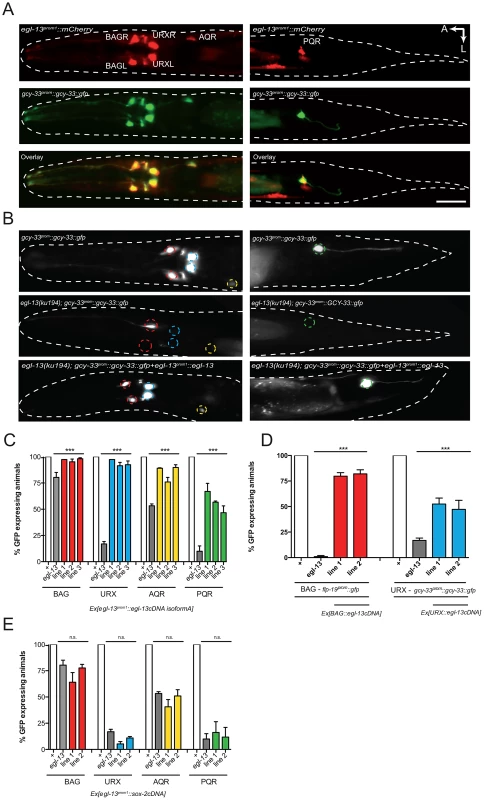 <i>egl-13</i> functions cell autonomously to drive O<sub>2</sub>- and CO<sub>2</sub>-sensing neuron cell fate.
