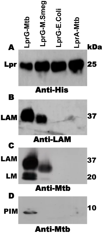 Acylated LprG binds lipoglycans in Mtb.