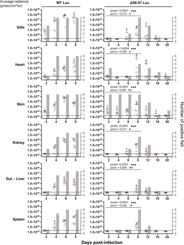 Effect of the double ORF56-57 deletion on viral tropism according to the IVIS.